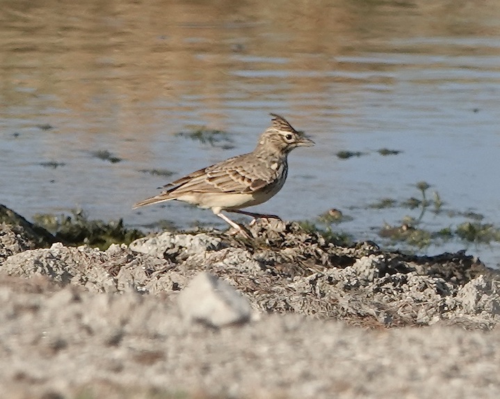 crested lark